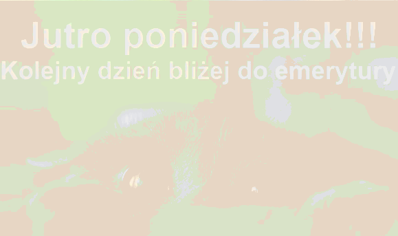 Przerażony szary kot jutro poniedziałek